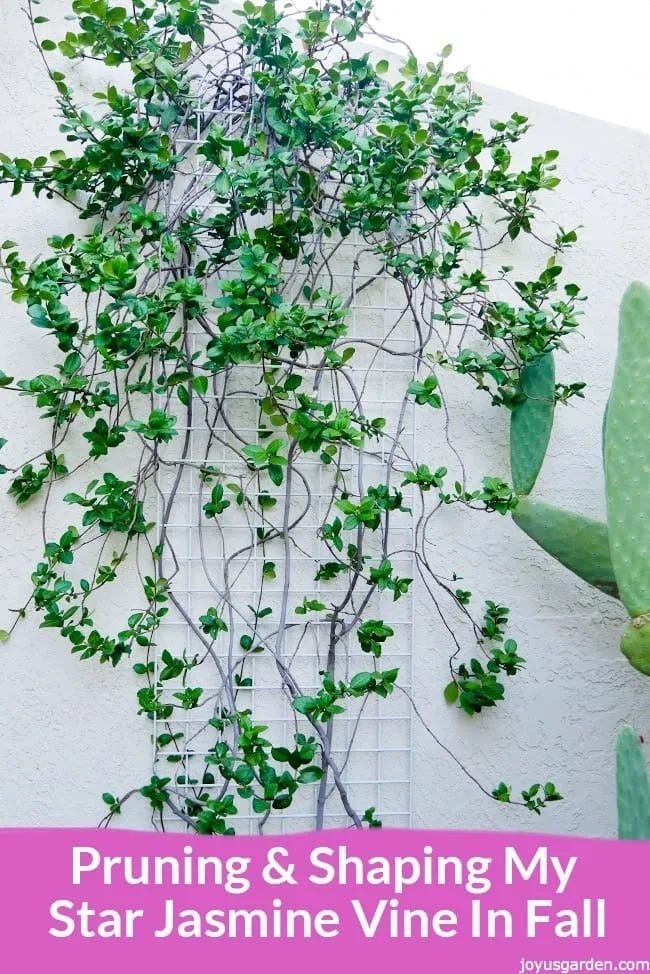 a thin star jasmine vine on it's way to be rejuvenated the text reads Pruning and Shaping My Star Jasmine In Fall