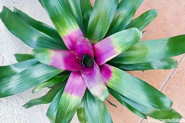 A close up of a neoregelia bromeliad. the leaves are green with a rose colored center.