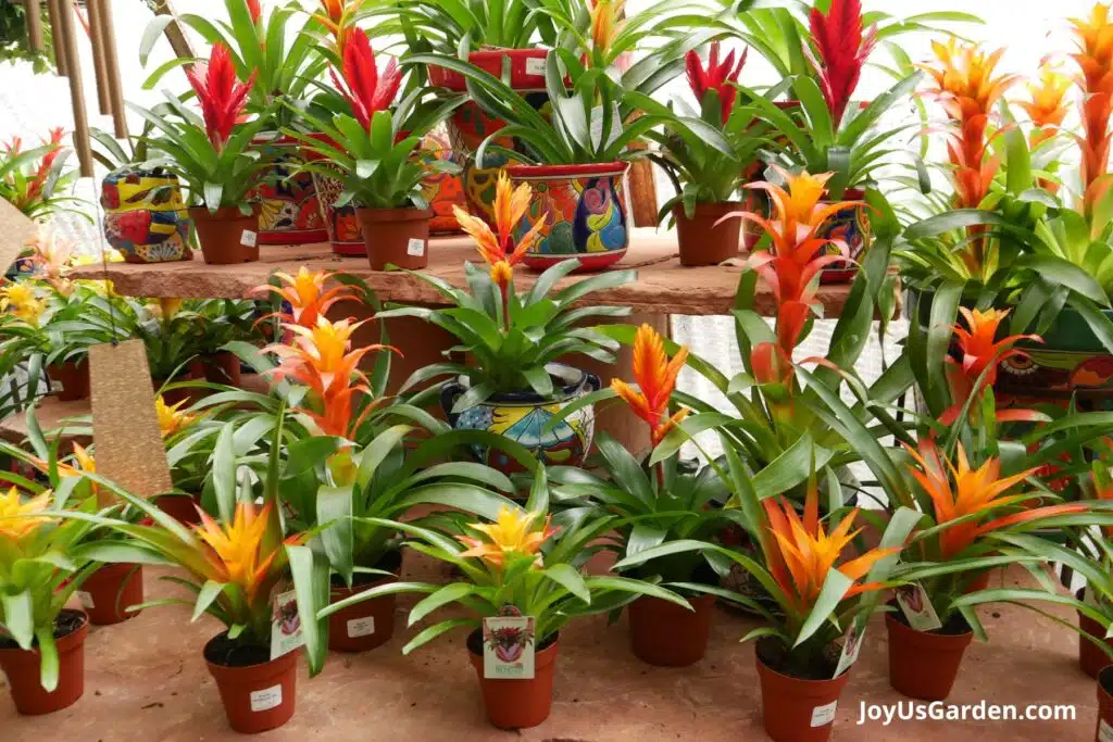 A variety of colorful bromeliads are on a multi tier flagstone shelf in a plant nursery. 