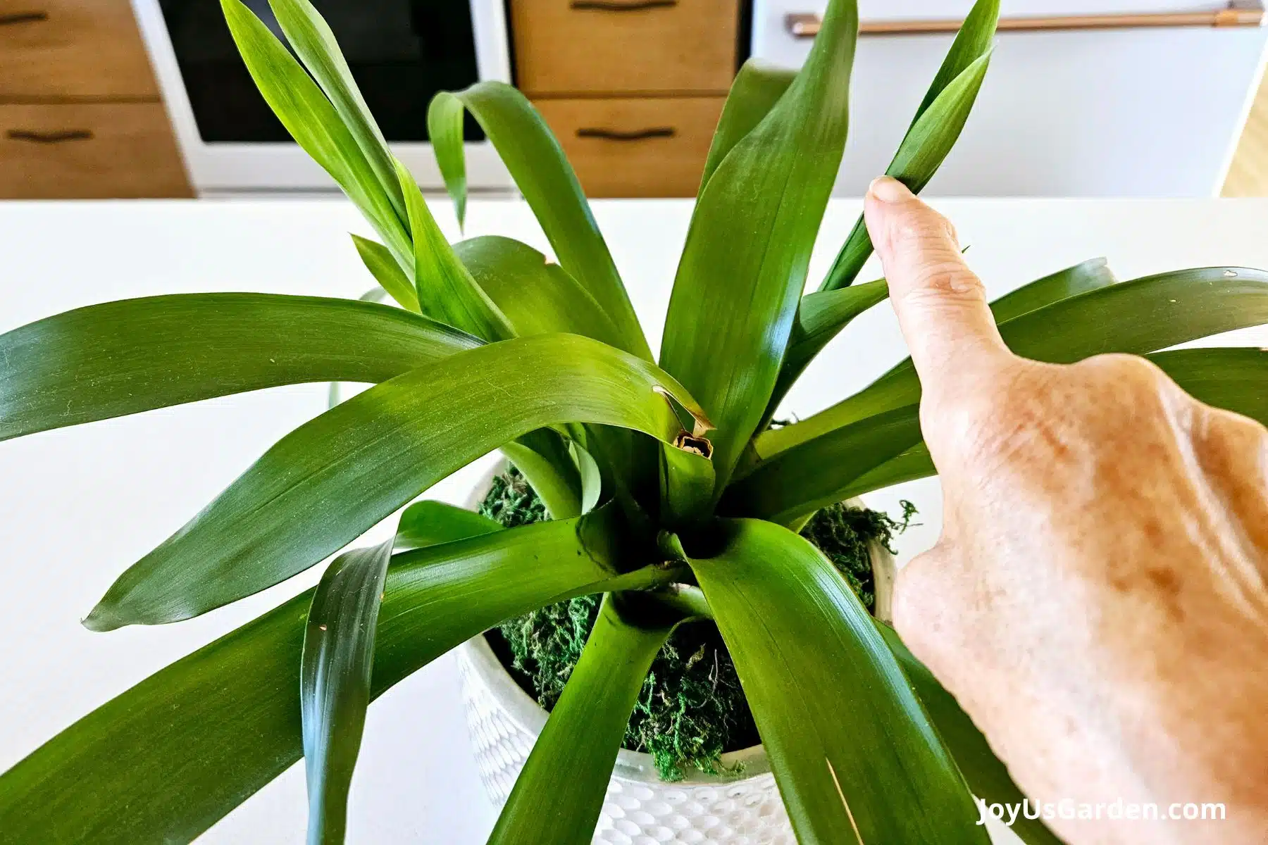 A guzmania bromeliad sits atop a kitchen counter a women's hand is pointing at a leaf. 