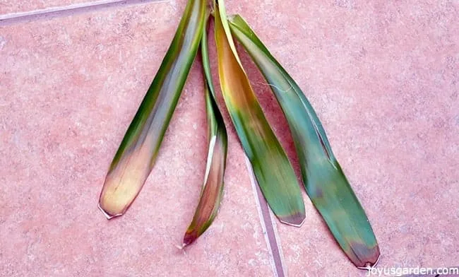 Guzmania bromeliad leaves are lying on a tiled walkway. they have big brown spots on them.