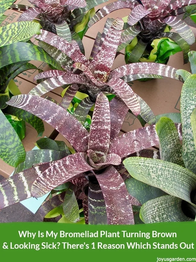 Grey green bromeliads with brownish centers are lined up on the ground the text reads Why Is My Bromeliad Plant Turning Brown & Looking Sick?