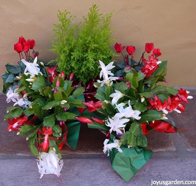 2 Christmas Cactus (Holiday Cactus), both with red & white flowers, sit in front of red & white cyclamens & a small chartreuse cypress plant