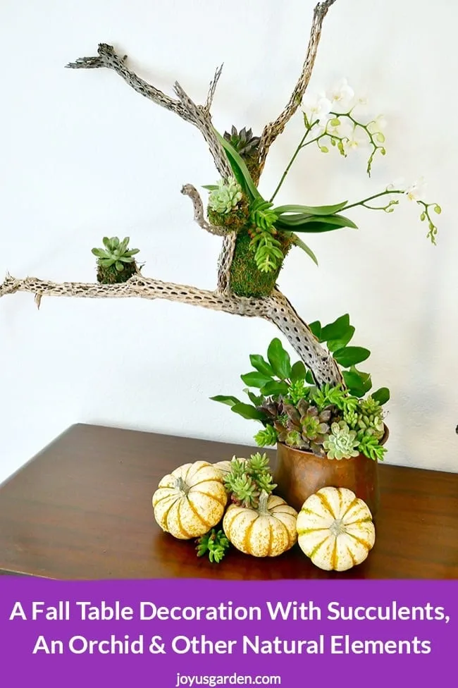 A white orchid is perched in a cholla wood branch with white pumpkins, succulents, fruits & more at the base the text reads A Fall Table Decoration With Succulents, An Orchid and Other Natural Elements