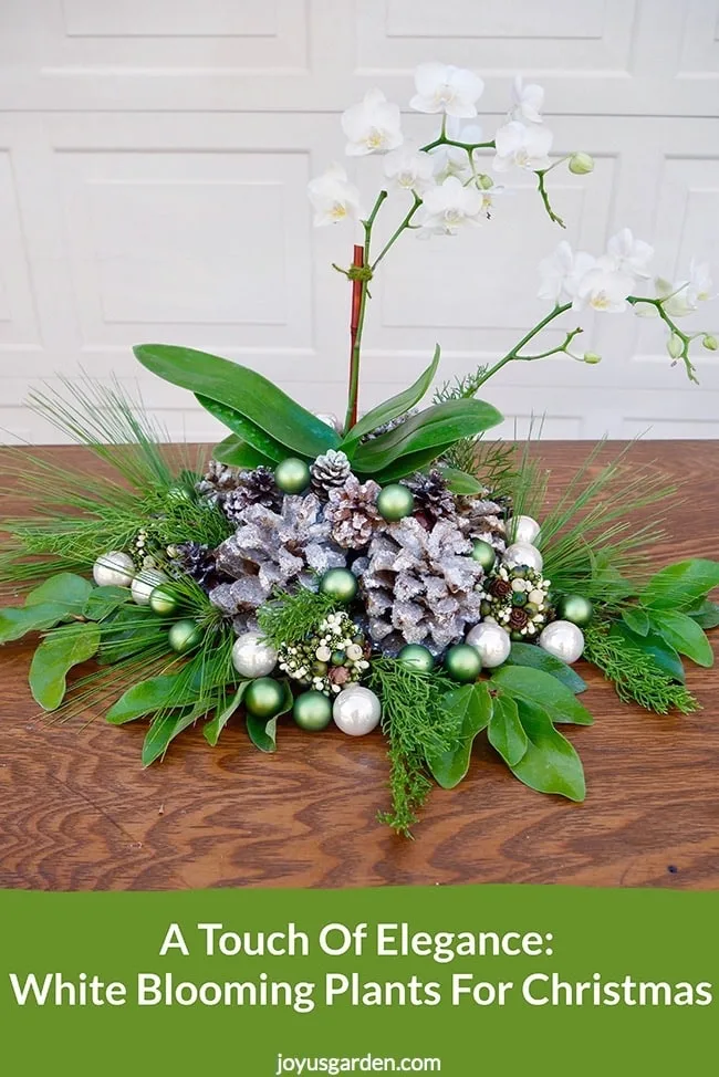 A small white orchid is decorated with cones, balls & evergreen branches for the holidays the text reads A Touch Of Elegance- White Blooming Plants For Christmas_new