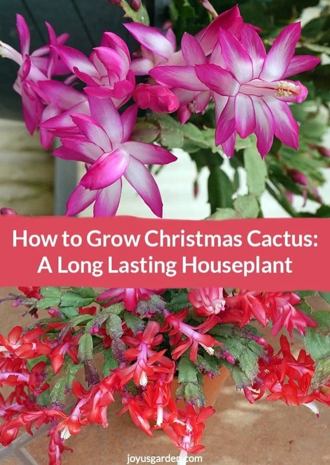 Violet Christmas Cactus & red Christmas Cactus with text that reads How to Grow Christmas Cactus