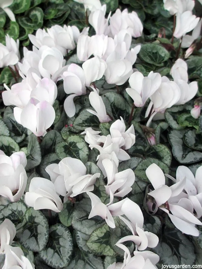 white cyclamen plants with green & silvery patterned foliage in the greenhouse