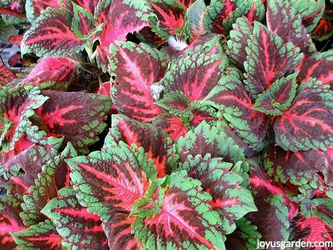 very colorful Magenta and green coleus' closeup