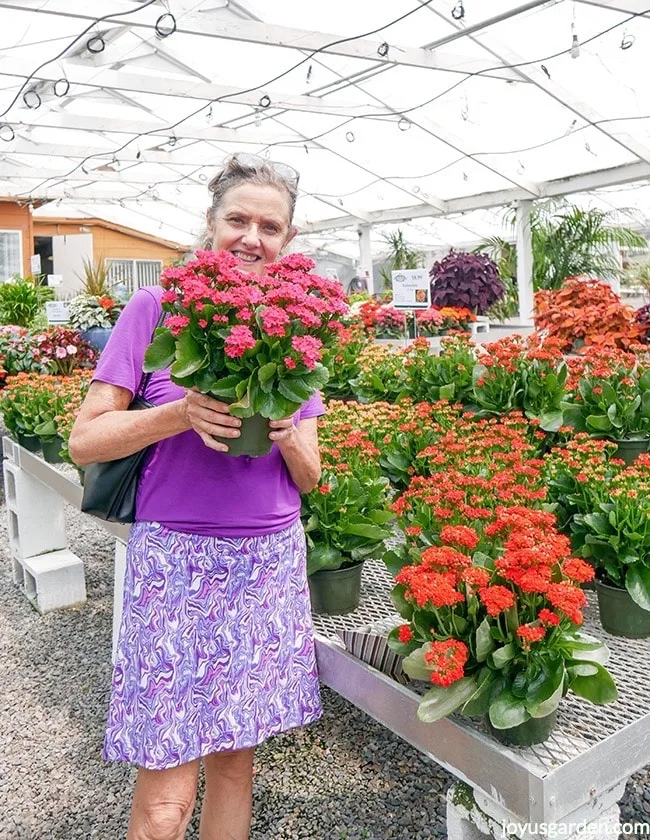 A woman in purple is holding a hot pink kalanchoe plant in a greenhouse surrounded by othert flowering kalanchoe plants on benches.