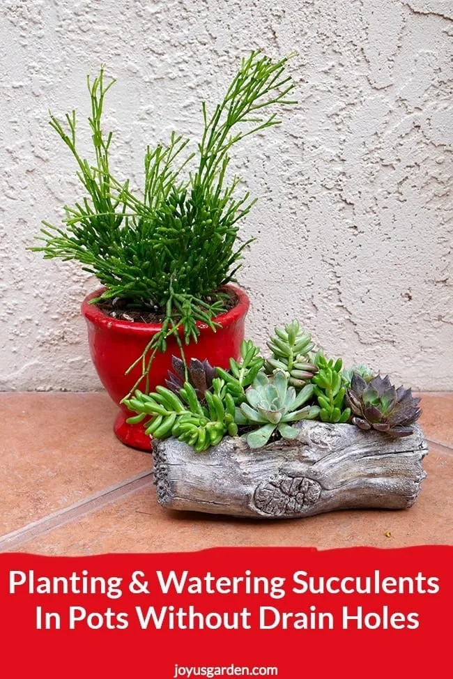 A red small pot planted with succulents, next to it there's a cement log planter filled with succulents, the text reads: Planting & Watering Succulents In Pots Without Drain Holes