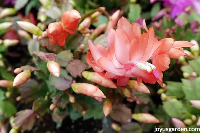 close up of a christmas cactus with peach flowers & buds