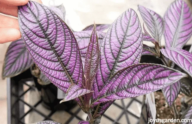 Persian Shiel Plant leaves are purple and olive gray