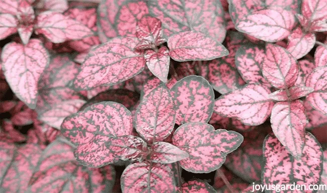 close up of Pink Polka Dot Plant