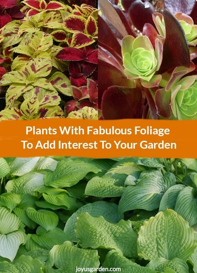 Collage made with Plants With colorful Foliage the text reads Plants With Fabulous Foliage To Add Interest To Your Garden