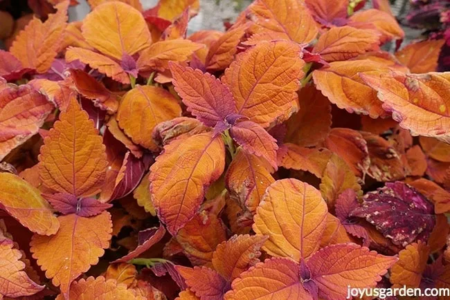 orange coleus' close up