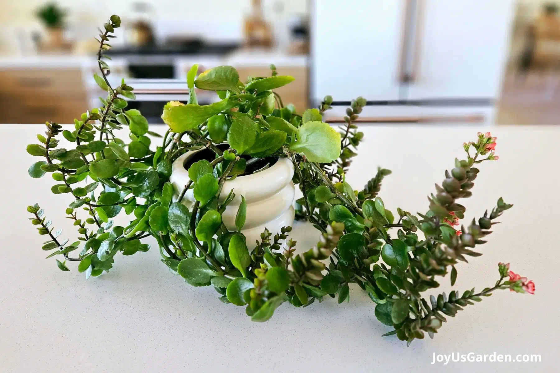 A 4 inch leggy flowering kalanchoe plant with long stems & emerging orange flowers in a white pot.  