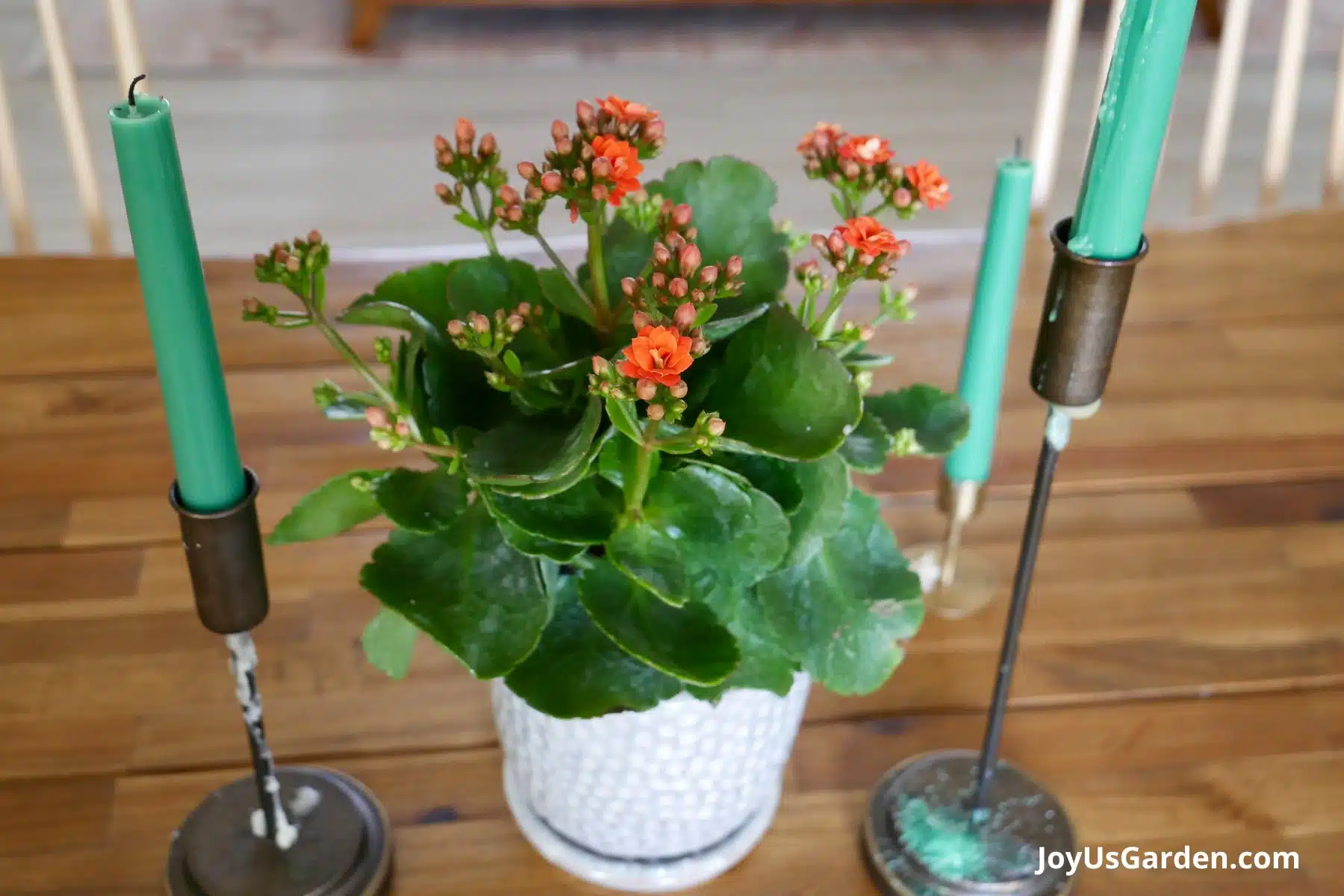 A small flowering kalanchoe plants with emerging flowers sits on a table between 3 candlesticks.