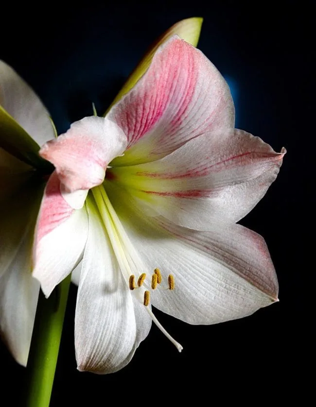 close of of a white amaryllis flower with a touch of pink variegation