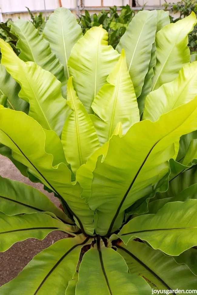 a tall and chartreuse bird's nest fern