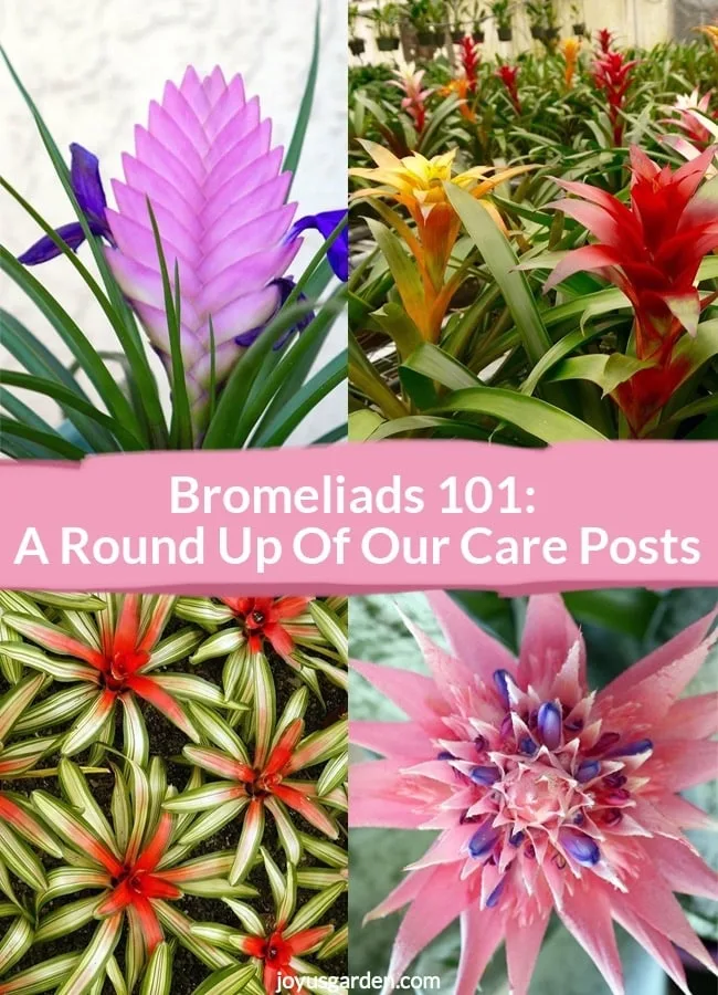 a collage with 4 pictures of pink quill plant, guzmanias, neoregelias & an aechmea the text reads Bromeliads 101- A Round Up Of Our Care Posts_new