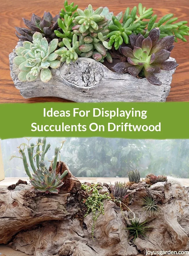 a collage with 2 driftwood & succulent arrangements the text reads Ideas For Displaying Succulents On Driftwood