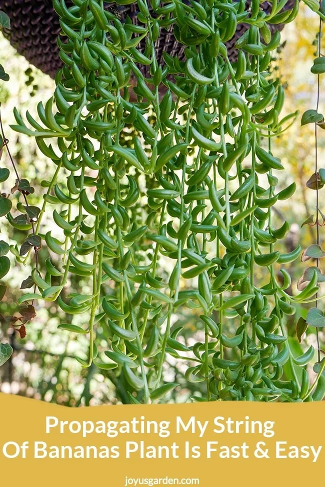 Many trails of a string of bananas succulent plant. the text reads propagating my string of bananas plant is fast & easy