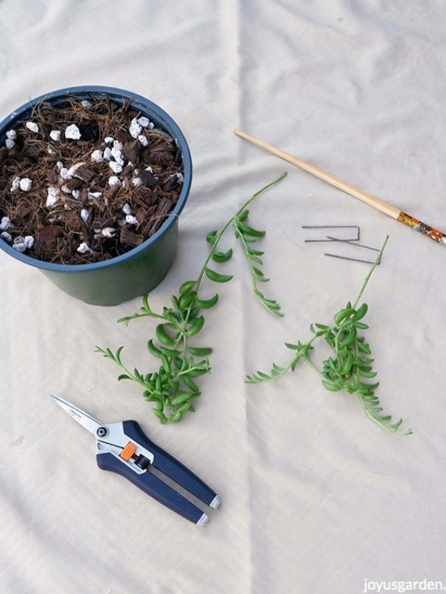 How To Propagate Succulents 3 Ways