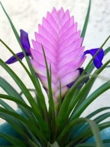 Bromeliads