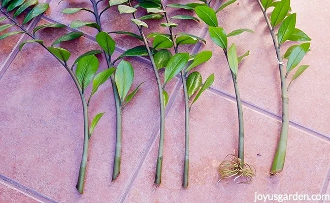 6 long ZZ plant stem cuttings on a tile patio. 2 cuttings show big roots