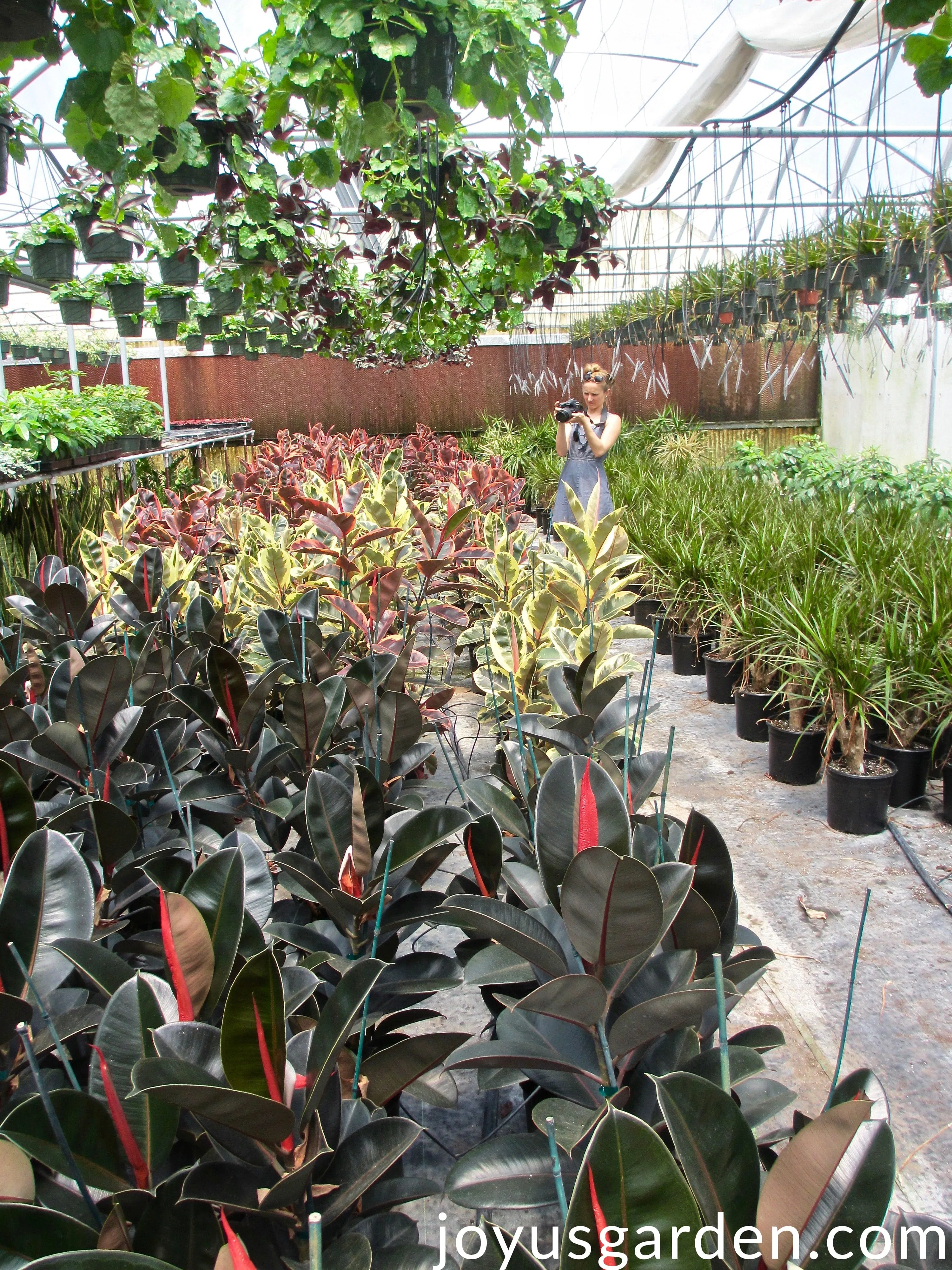 Nell Foster in a greenhouse full of interior plants taking pictures of Rubber Plants.