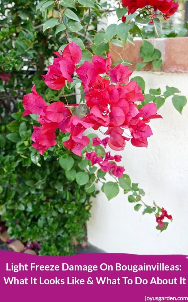 deep pink red bougainvillea against a white column the variety is Barbara Karst. the text reads Light Freeze Damage On Bougainvilleas what it looks like & what to do about it