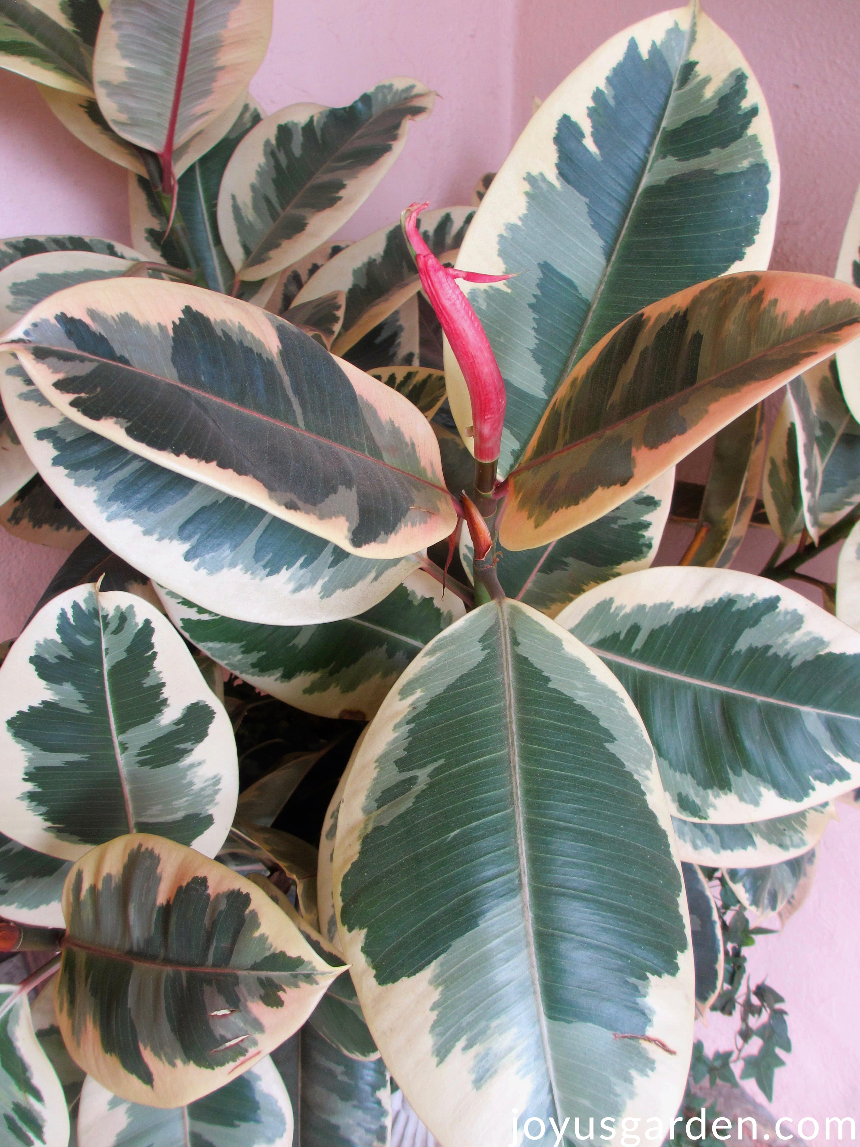 Rubber Plant Care A Ficus Elastica Growing Guide