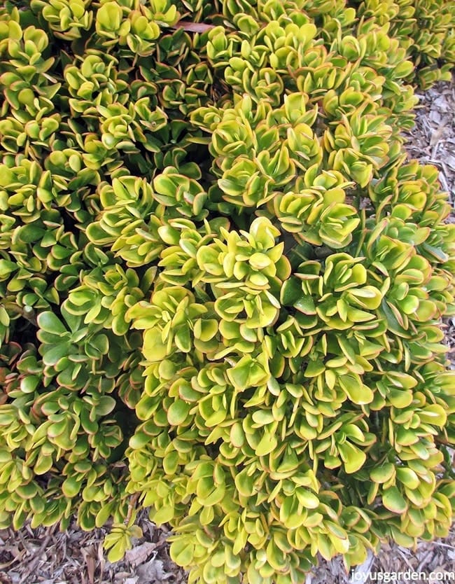 close up of Golden Jade a succulent with chartreuse variegation