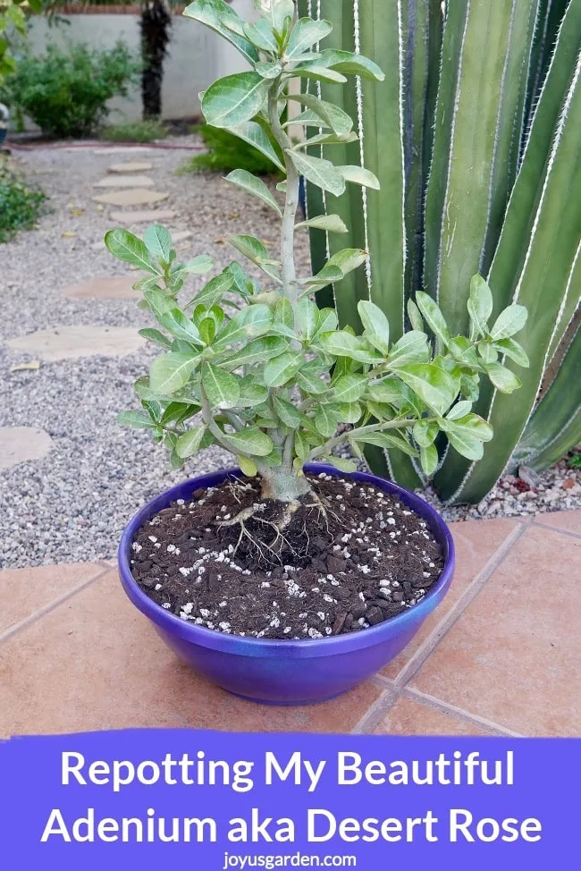 an adenium grows in a low purple pot the text reads repoting my beautiful adenium aka desert rose