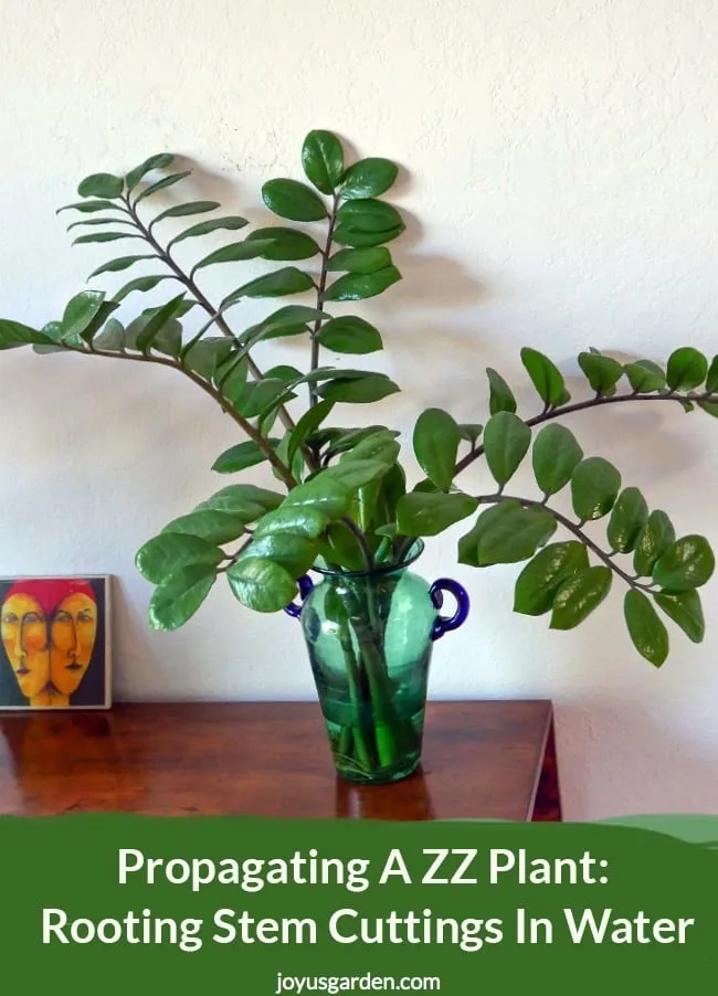 ZZ Plant stem cuttings in water on in a blue vase with green handles