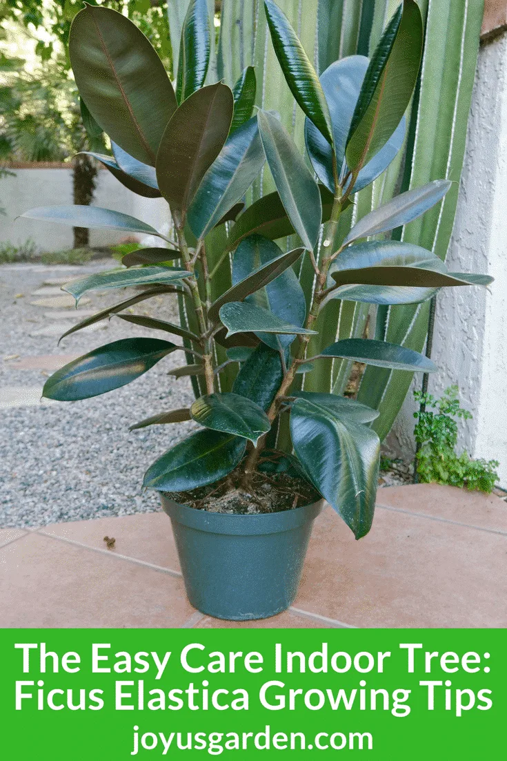 A rubber tree sits in front of a cactus. the text reads the easy care indoor tree ficus elastica growing tips.