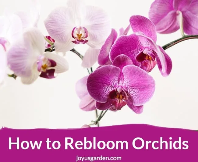 light pink & violet phalaenopsis orchid flowers the text reads How to rebloom orchids graphic on top of a picture with beautiful orchid blooms