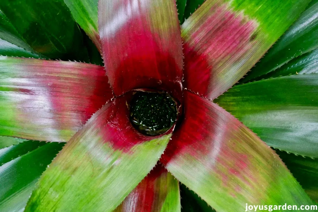 Close up of the tank of a green & deep pink/grreen neoregelia bromeliad plant.