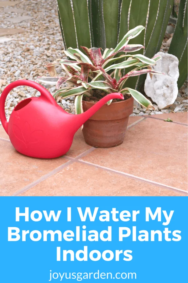 A red watering can sits next to a red, green & white bromeliad plant. the text reads how I water my bromeliad plants indoors.