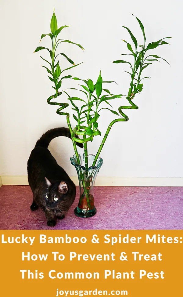 A vase with 3 tall stalks of lucky bamboo sit on the floor next to a cute grey cat. The text reads: "Lucky Bamboo & Spider Mites: How To Prevent & Treat this Common Pest".