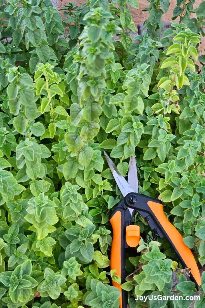 An oregano grows outdoors on top the oregano is orange felco snips.