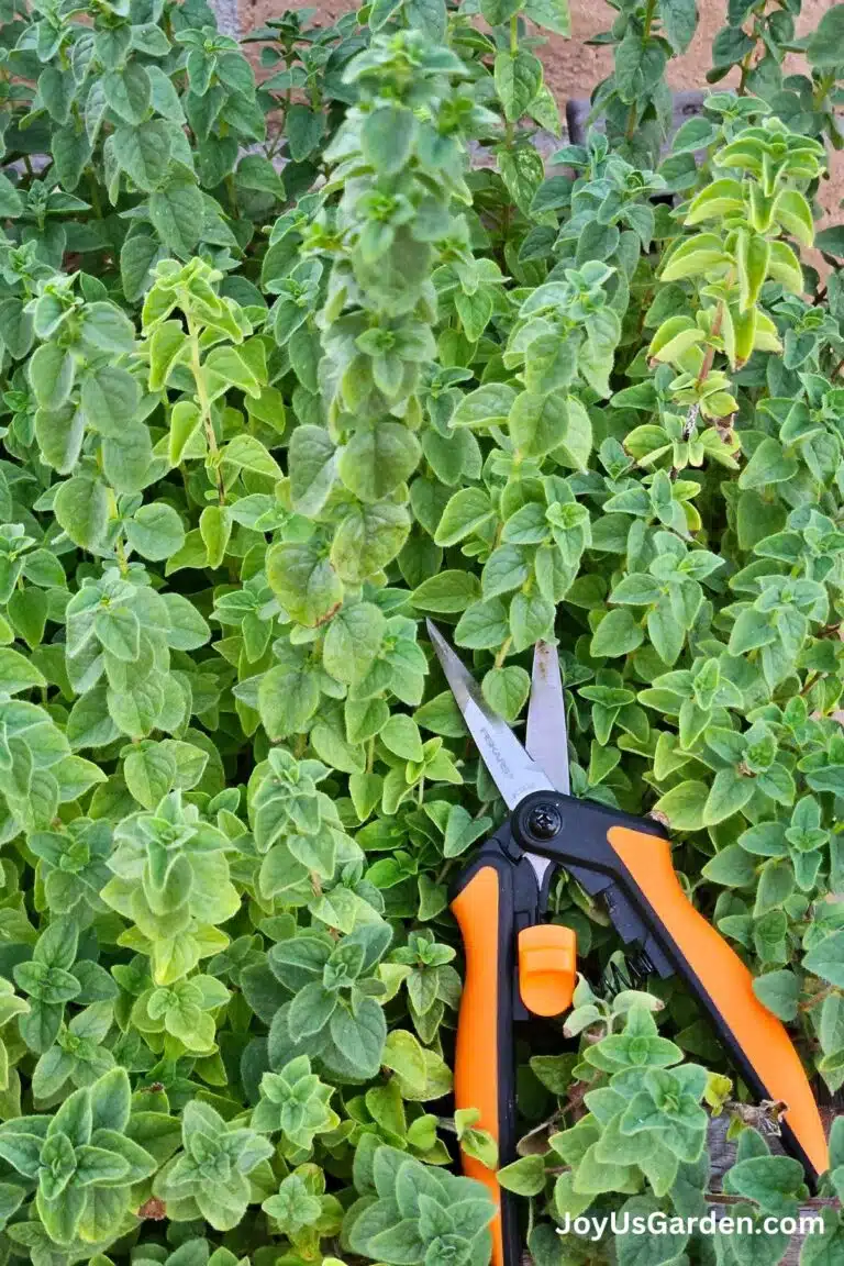 An oregano grows outdoors on top the oregano is orange felco snips.