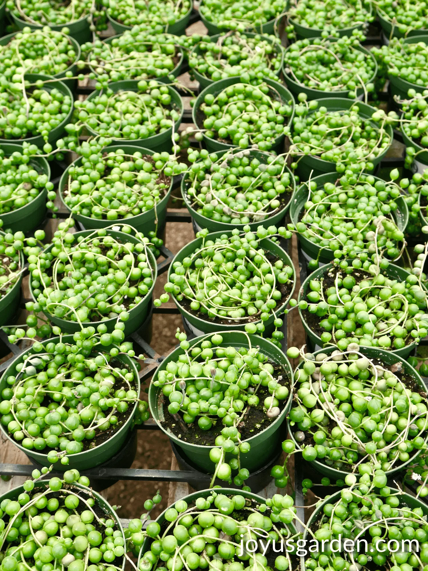 rows of 4" string of pearls plants sit on a bench in a greenhouse