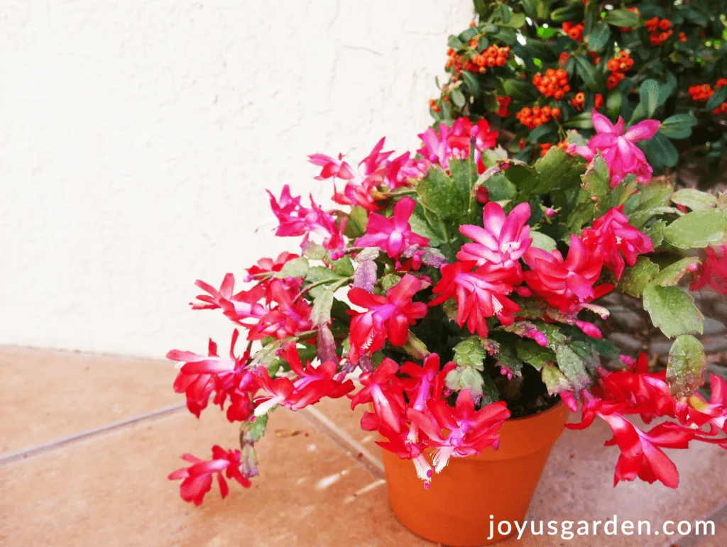 A red Christmas Cactus in a terra cotta pot sits in front of a white wall & dark green bush with orange berries