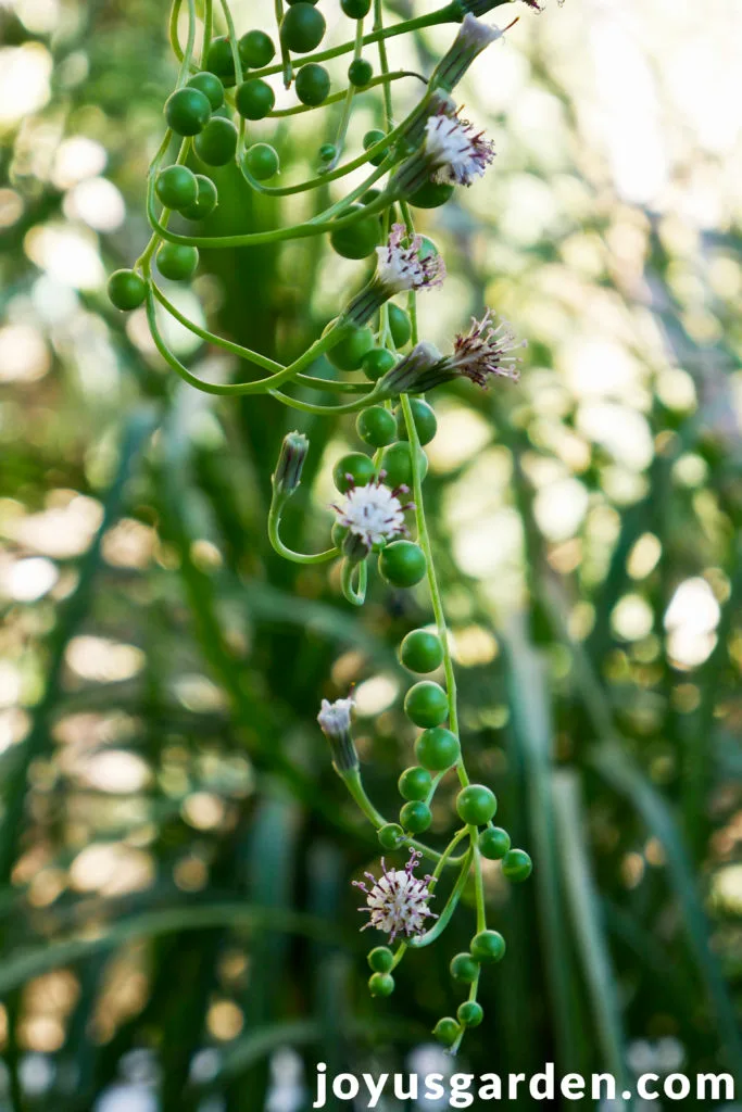 close up of a long string of pearls plant stem with white flowers & buds