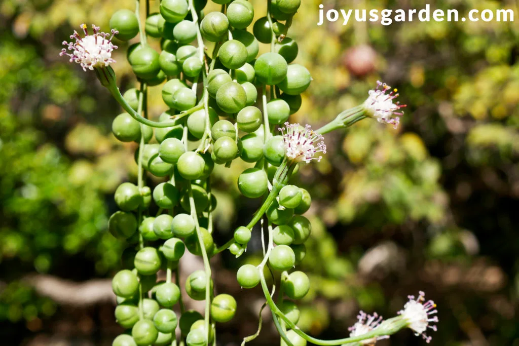 long string of pearls stems with white flowers