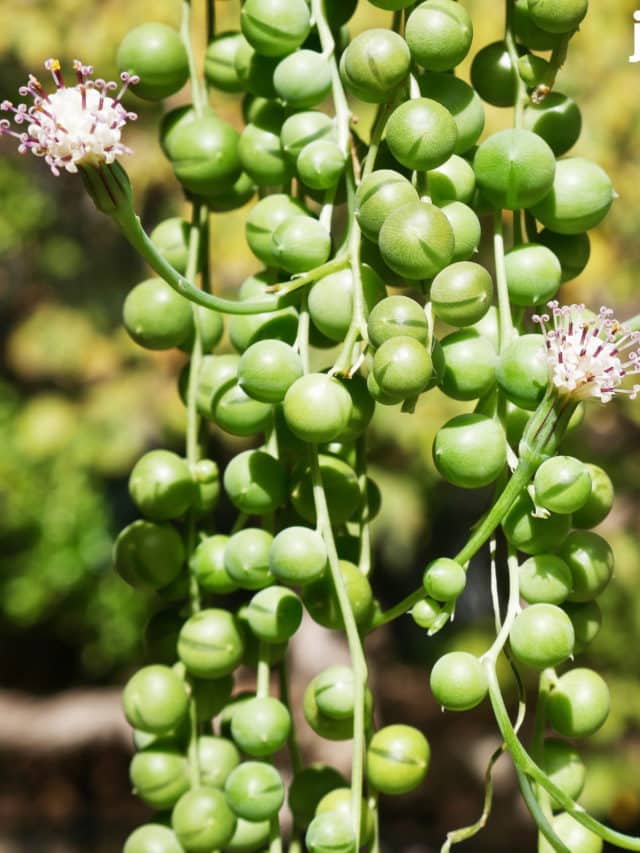 Guide To Propagate String of Pearls