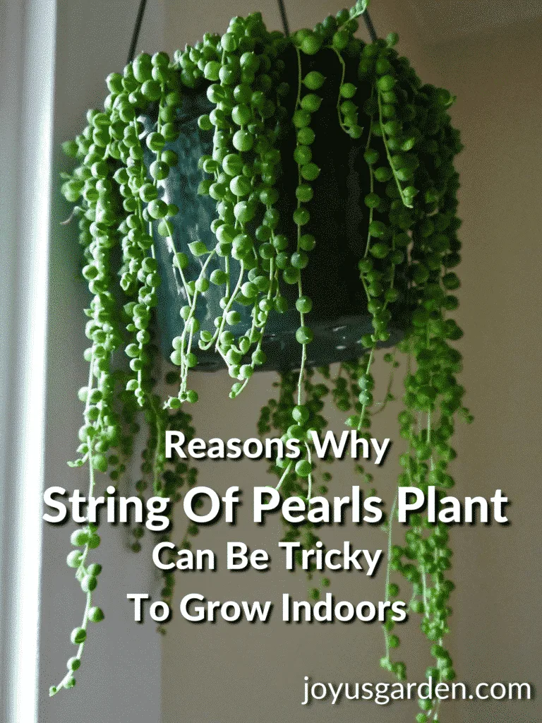 a string of pearls succulent plant with long trails hangs near a window the text reads reasons why string of pearls plant can be tricky to grow indoors joyusgarden.com