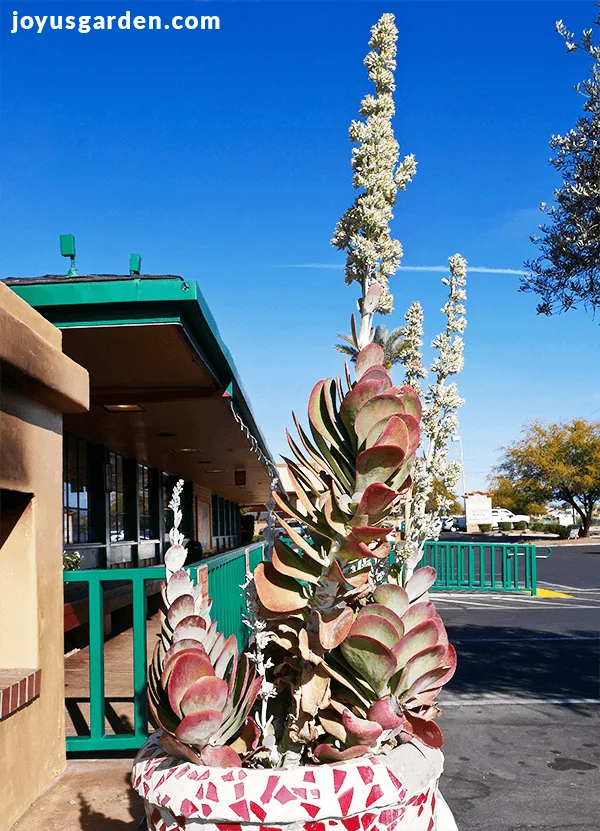 a large paddle plant kalanchoe luciae flapjacks with tall flower stalks grows in a mosaic pot outdoors