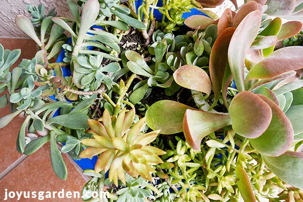 looking down on a mixed succulent planting in a blue pot